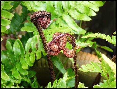 Ferns unfurling