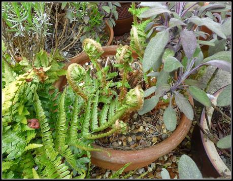 Ferns unfurling