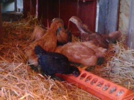 The chicks were just happy to know that the food dish moved with them.