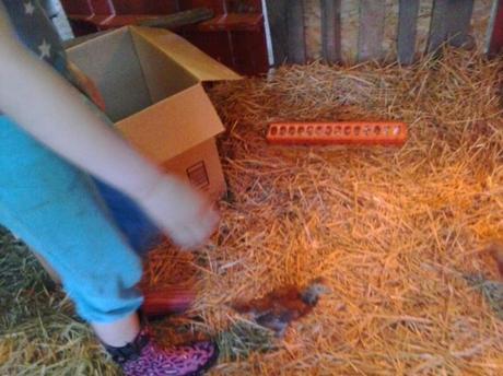 Sweet Hippie Daughter was so excited to help move the chicks into their big girl coop!