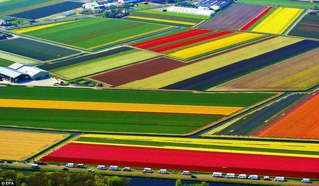 Tulip fields Netherlands