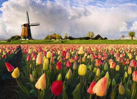 Tulip fields Netherlands