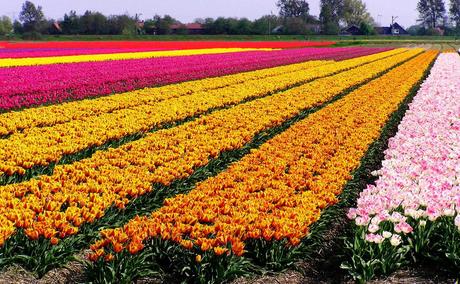 Tulip fields Netherlands