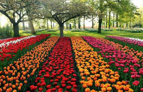 Tulip fields Netherlands