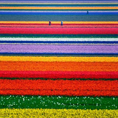 Tulip fields Netherlands