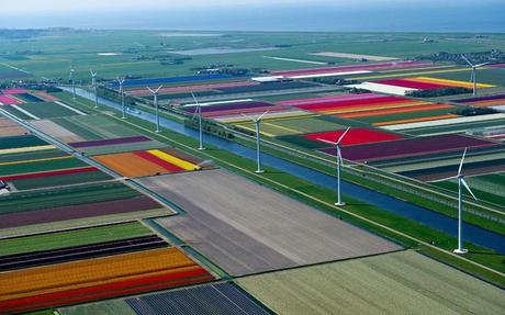 Tulip fields Netherlands