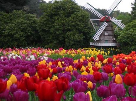 Tulip fields Netherlands