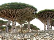 Socotra Yemen Legendary Island