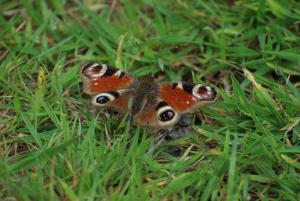 Peacock butterfly (photo credit: Amanda Scott)