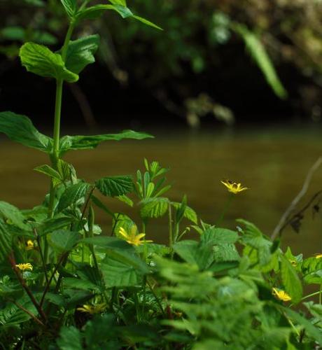 Lesser Celandine