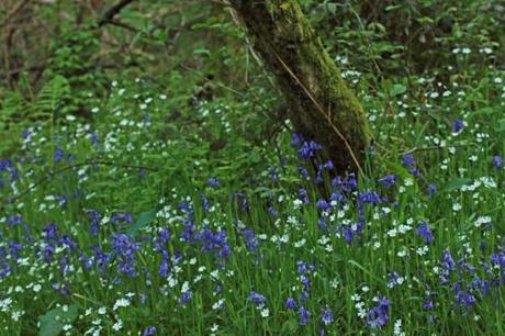 Beautiful bluebells and Greater Stitchwort, companions beneath the trees (photo credit: Amanda Scott)