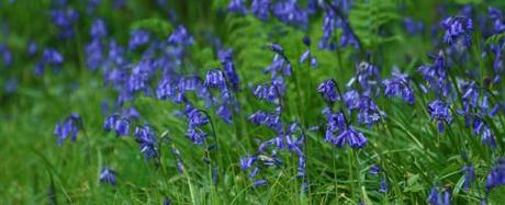 Bluebells