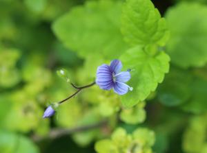 A delicate flower of Wood Speedwell (photo credit: Amanda Scott)