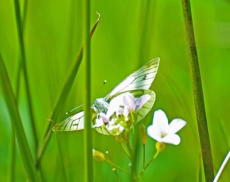 A Green-veined White butterfly visiting Cuckoo-flower, one of its caterpillar food plants (photo credit: Amanda Scott) 