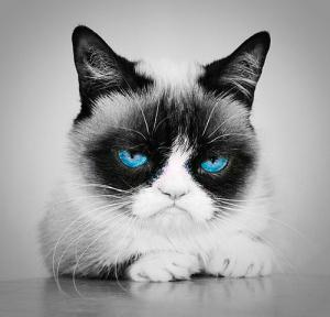 Grumpy Cat