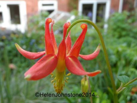 Aquilegia canadensis