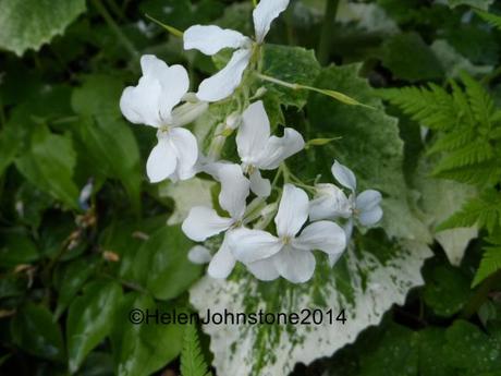 Lunaria annua ‘Alba Variegata’