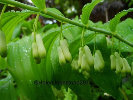 Polygonatum commutatum