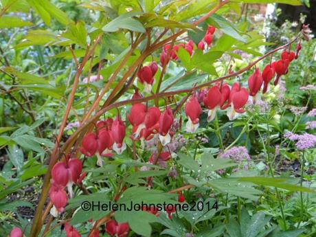 Dicentra Valentine