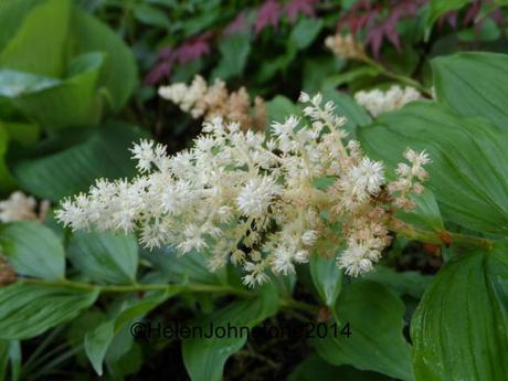 Maianthemum racemosum