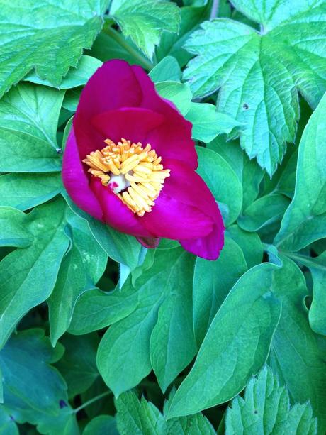 The peony grown from seed