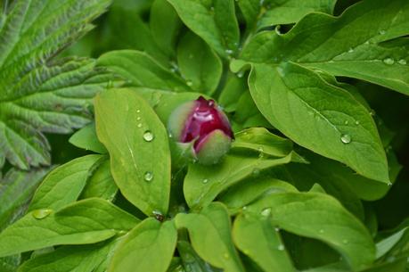 The peony grown from seed