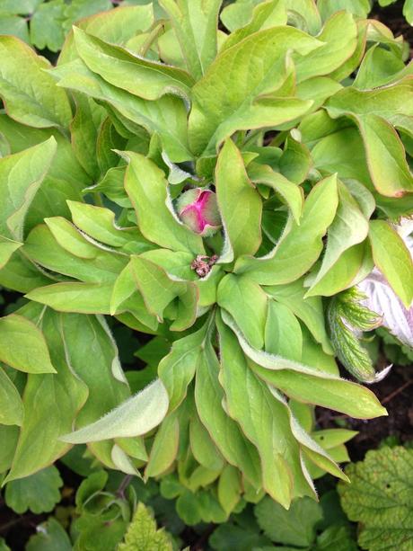 The peony grown from seed