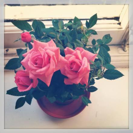 rose