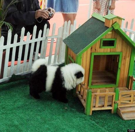 panda-dog-china-4
