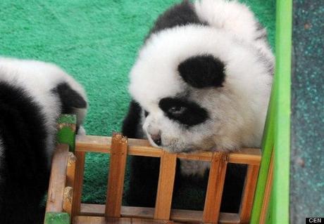 panda-dog-china-2