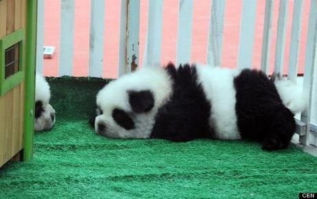 panda-dog-china-3