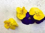 Edible Flowers