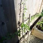 Self Sufficiency Garden – May