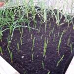 Self Sufficiency Garden – May