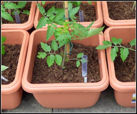 Tomatoes potted-on