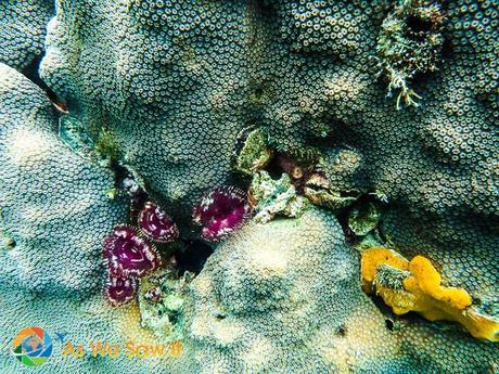 Under Bocas Del Toro 1010235 M Snorkeling in Bocas del Toro, Panama