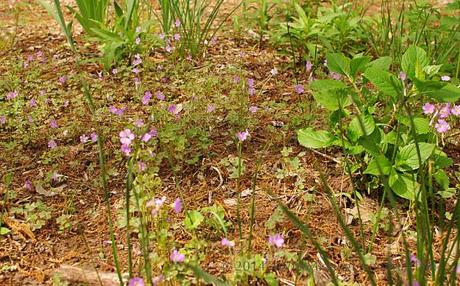 Oxalis violacea (violet woodsorrel) rapidly filled a bed of hydrangea, spring bulbs, and astilbes.