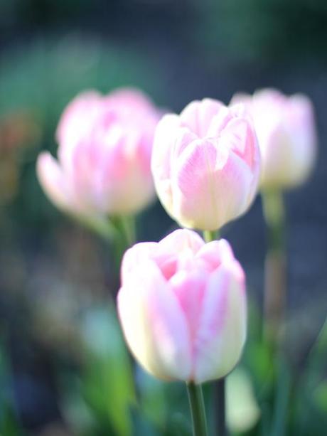 Tulip Angelique