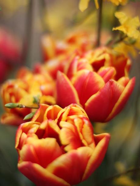 Tulip Cilesta