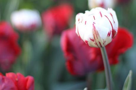 Tulip Carnival de Nice