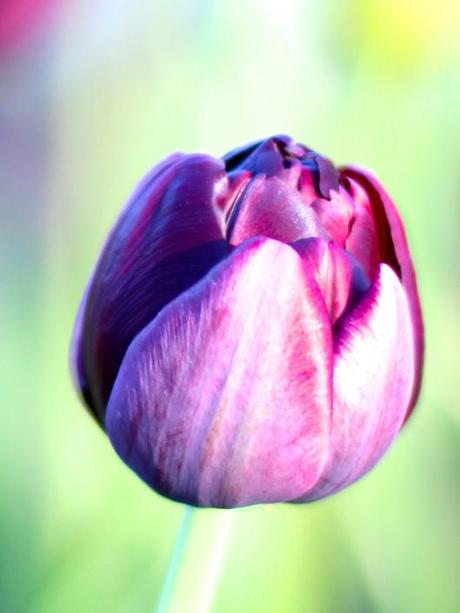 Tulip Black Hero