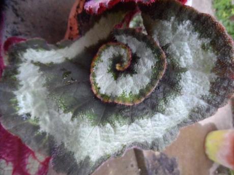 Begonia escargot