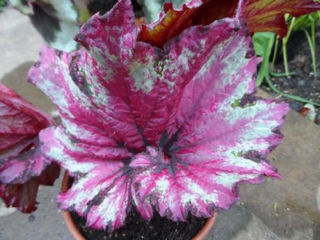 Begonia Raspberry Swirl