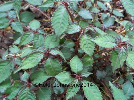 Impatiens stenantha