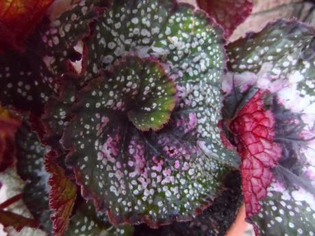 Begonia Rochefort