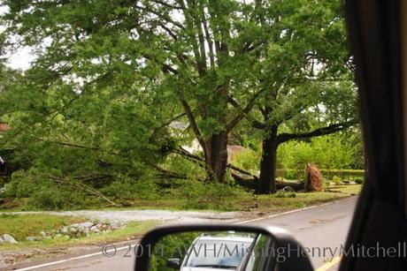 A massive oak tree fell in the storm last night. This is two miles from my house. 