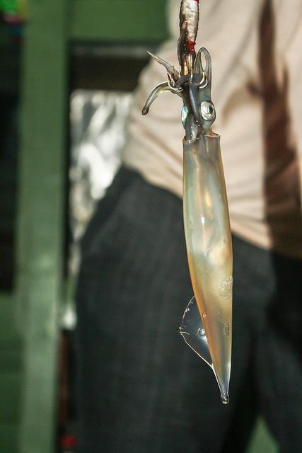 Squid Jigging in Terengganu, Malaysia: Not As Quirky As It Sounds