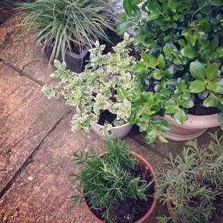 {My Garden: Herbs in Containers}