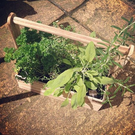 {My Garden: Herbs in Containers}