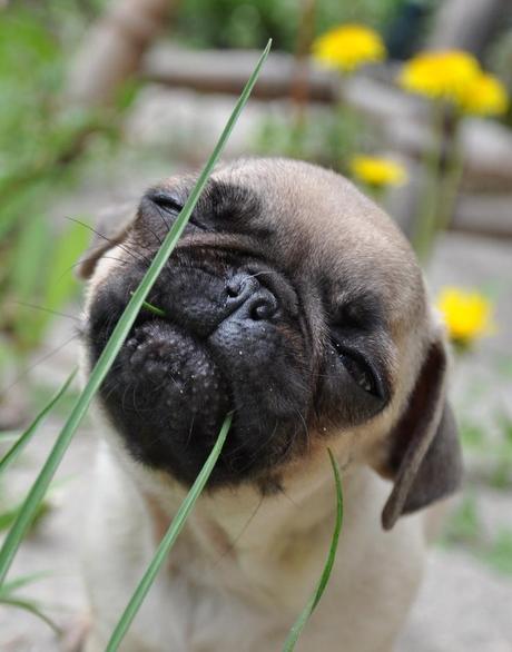 pug